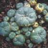 peyote-cactus-australia