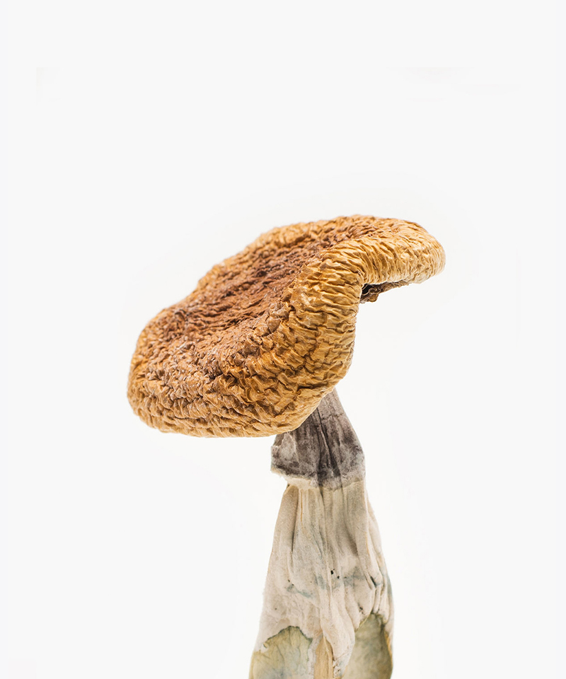 golden-teachers-mushroom-strain golden-teachers-mushroom-strain