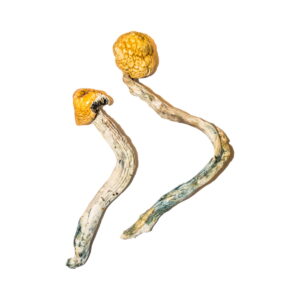 ecuadorian-magic-mushrooms