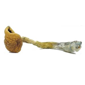 golden-teacher-magic-mushrooms