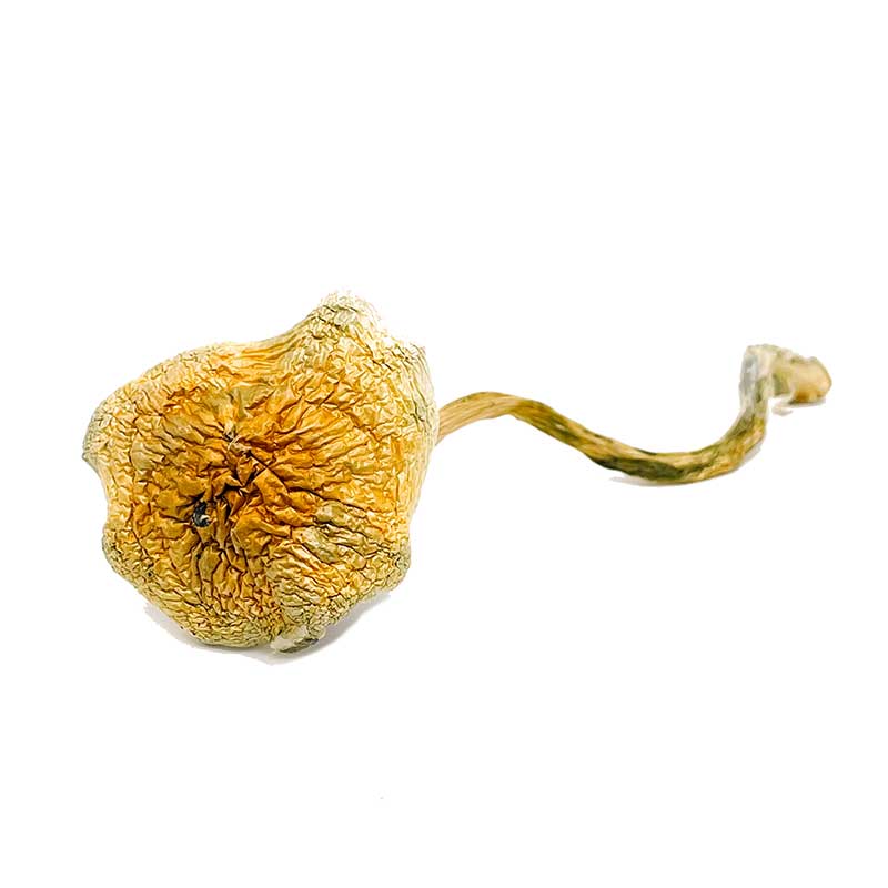 magic mushrooms for sale magic mushrooms for sale