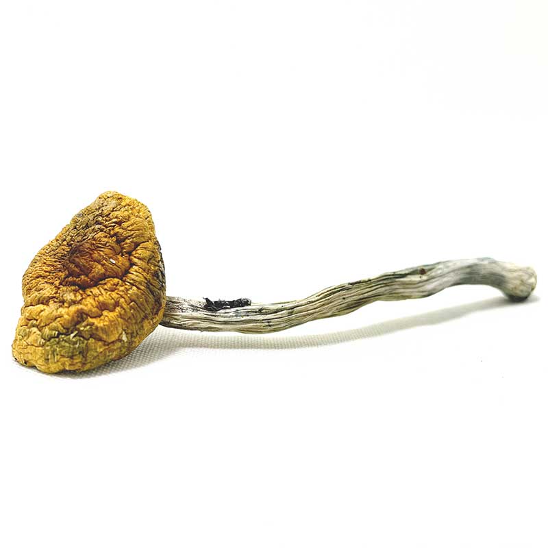 hillbilly-magic-mushrooms hillbilly-magic-mushrooms