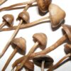 where-to-find-liberty-caps