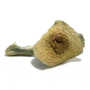 penis-envy-mushrooms